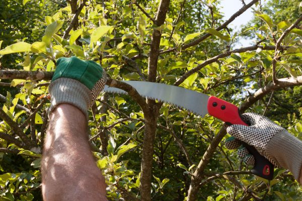 Cost of Apple Tree Trimming in Littleton