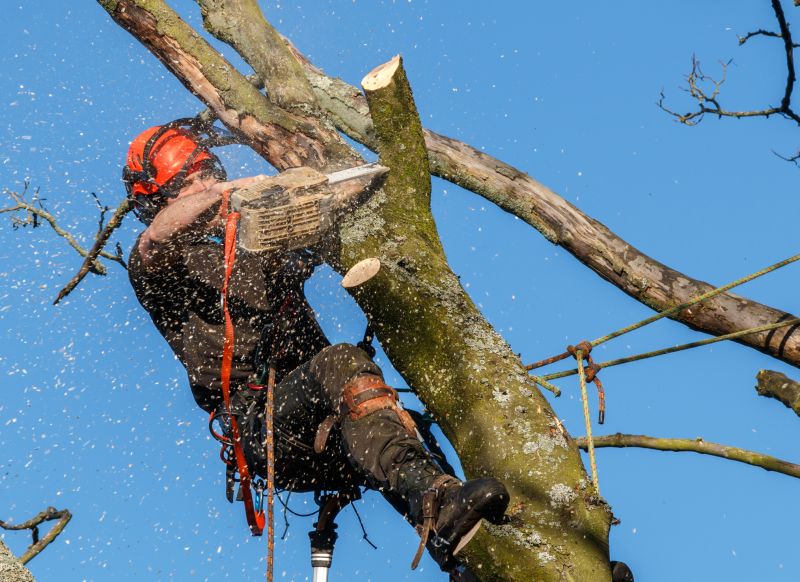 Safe Tree Trimming Practices