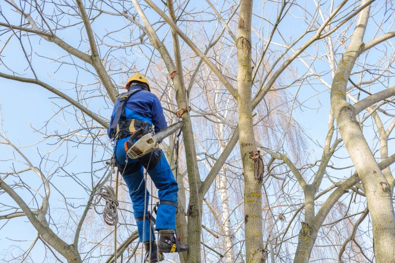 Tree Trimming in Progress